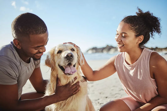 Welcome to Little Paw Parlor – Where Happy Pets Come First