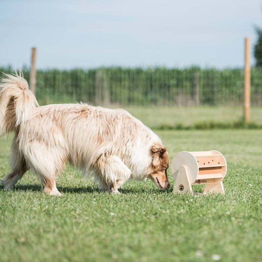 Top 5 Must-have Pet Supplies Every Home Should Have